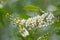 The charming bird cherry branch with tender  white flowers and buds closeup