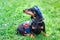 Charming black Dachshund dog denim clothing like a worker with pliers in the pocket.