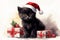 a charming black fluffy kitten in a Santa hat sits near beautifully packaged gift boxes