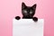 a charming black kitten holds in its paws a white sheet of paper with a place for text,on a monochrome pink background,a mockup