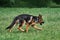 Charming black and red German Shepherd puppy walks on green grass and carefully looks away with pricked ears. Young purebred dog