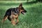 Charming black and red German Shepherd puppy walks on green grass and carefully looks away with pricked ears. Young purebred dog