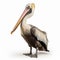 Charming Black And White Pelican Artwork On White Background