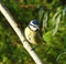 Charming blue tit is sitting on grey thin branch.
