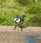 Charming blue tit is sitting on wooden fence.