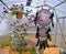 Charming boho red and black dreamcatcher with feathers hanging among flowers