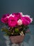 A charming bouquet of beautiful roses of two flowers in a vase