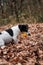 Charming British popular little short legged dog breed. Jack Russell smooth haired walks in forest and nibbles on yellow rubber