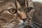 Charming British shorthair cat anxiously and intently looks to the side, on a blurred background. Close-up