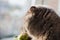 Charming British Shorthair cat is sitting on the windowsill in the room in front of the windo