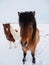 Charming brown Icelandic horses in snow field, winter time.