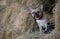 Charming bulldog dog relaxing in the hayloft standing amongst lots of dry hay and looking at the camera.