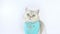 A charming calm white cat, wearing a blue neckerchief, sits on a white background.