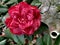 The charming camellia cultivated privately.