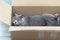Charming cat lies in a cardboard box