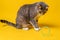 Charming cat sits and watches with interest how his toy rolls - a ring. Isolated, on a yellow background.