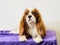 A charming cavalier spaniel is lying on the table in front of a light background