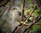 Charming chaffinch is sitting on strong dark brown branch with green leaves.