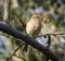 Charming chaffinch is sitting on strong dark grey branch with green leaves.