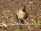 Charming chaffinch is sitting on thin brown branch with green buds.