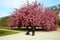 The charming cherry blossom in Jardin des Plantes in Paris