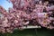 The charming cherry blossom in Jardin des Plantes in Paris