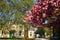 The charming cherry blossom in Jardin des Plantes in Paris