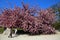 The charming cherry blossom in Jardin des Plantes in Paris