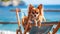 Charming Chihuahua relaxing on a beach chair, gazing at the camera by the ocean\\\'s edge, Ai Generated