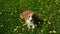 Charming chocolate Australian Shepherd lies in field with yellow dandelions and green grass and smiles. Obedient puppy