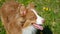 Charming chocolate Australian Shepherd stands in field with yellow dandelions and smiles. The wind lifts dog's ears