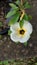 charming combination of white, black and yellow from the flower of Turnera ulmifolia