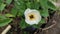 charming combination of white, black and yellow from the flower of Turnera ulmifolia