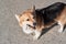 Charming corgi on walk. English Queens dog. Welsh corgi Pembroke tricolor walks in nature and nibbles on tree branch