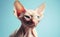 Charming Cornish Rex Cat against a bright pastel background. Generative AI.