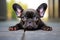 Charming Cute french bulldog. Generate Ai