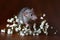 Charming dambo rat with gypsophila flowers on a brown background. Festive picture