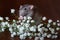 Charming dambo rat with gypsophila flowers on a brown background. Festive picture