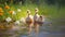 Charming Digital Painting Of Ducks Swimming In Idyllic Rural Scenes