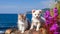 charming dog and cats sit on field beach at sea , puppy sit play on sunset in sea water on beach wild fieldandspanie