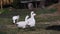 Charming domestic birds walk through a green clearing.