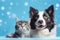 Charming Duo: British Shorthair Cat Kitten and Border Collie Dog (AI Generated)