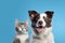 Charming Duo: British Shorthair Cat Kitten and Border Collie Dog (AI Generated)