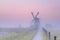 Charming Dutch windmill in morning mist