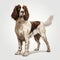 Charming English Springer Spaniel Standing Illustration On Gray Background