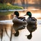 A charming family of ducks waddling in a row along a serene pond, captured in a portrait1