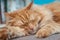 Charming fluffy ginger cat