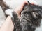 Charming fluffy kitten hugging a woman\'s hand