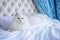 Charming fluffy persian kitten posing gracefully on elegant white and blue background