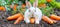 Charming fluffy white rabbits delight in fresh carrots in a lush garden environment